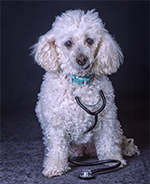 Dogtor Betty 