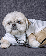 Dogtor Chewy