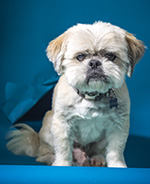 Dogtor Chewy