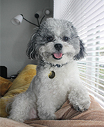 Dogtor Remy